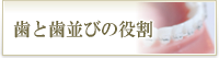 歯と歯並びの役割