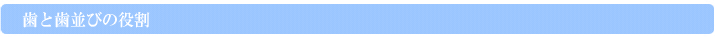 歯と歯並びの役割